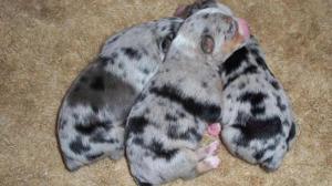 UnregisteredAustralianShepherdPuppies